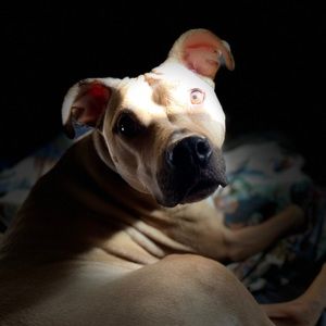 Meet your Posher, Lexi